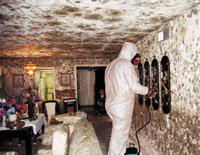 Mold Testing